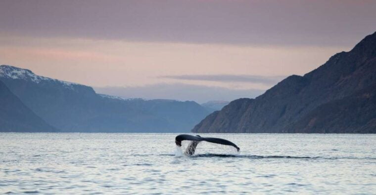 From Alta: Small Group Whale Watching by RIB - The Sum Up