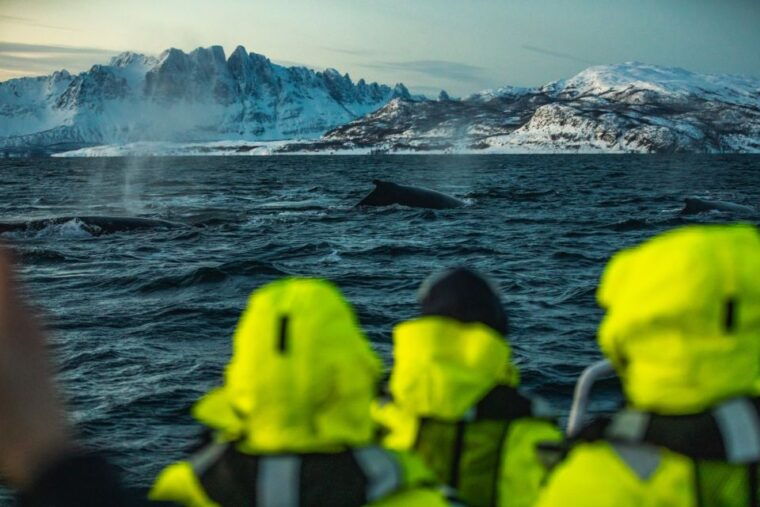 From Alta: Small Group Whale Watching by RIB - FAQ