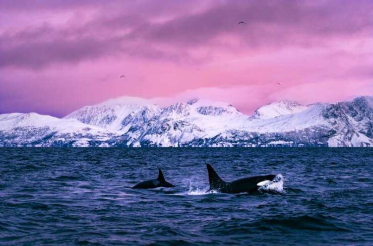 From Alta: Whale and Seabird Cruise - Good To Know