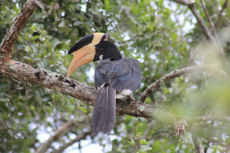 From: Aluthgama- YALA Safari - To :Arugambay (Special Offer) - Booking Process