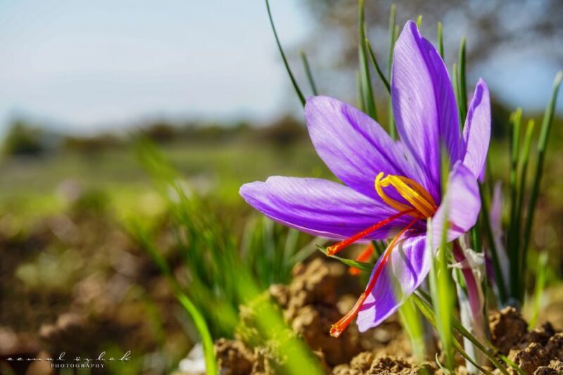 From Amasra: Safranbolu and Amasra Guided Tour with Pickup - Amasra: Culinary and Cultural Delights