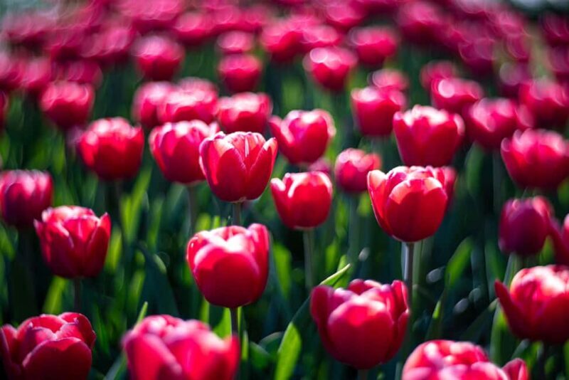 From Amsterdam: Day Trip Madurodam and Keukenhof Gardens - Good To Know  