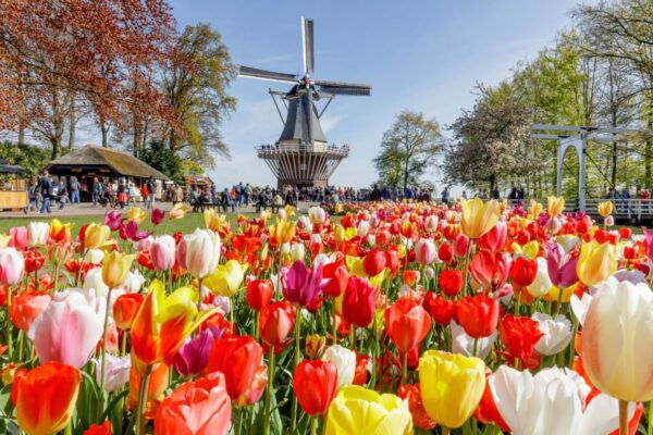 From Amsterdam: Keukenhof and Dutch Countryside Tour - How to Book