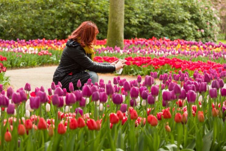 From Amsterdam: Keukenhof Flower Park Transfer With Ticket - Activity Details