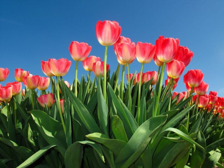 From Amsterdam: Keukenhof Flower Park Transfer With Ticket - Experience Highlights