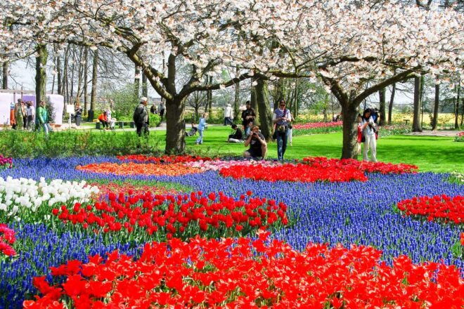 From Amsterdam: Keukenhof Flower Park Transfer With Ticket - Inclusions