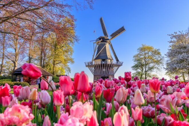 From Amsterdam: Keukenhof Flower Park Transfer With Ticket - Booking Information