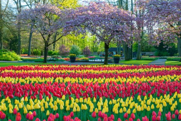 From Amsterdam: Keukenhof Flower Park Transfer With Ticket - Directions