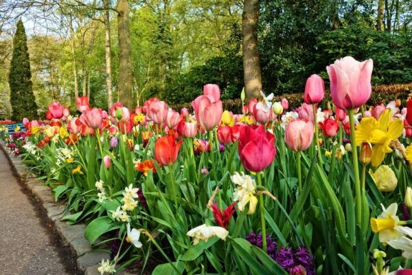 From Amsterdam: Keukenhof Gardens and Giethoorn Tour - The Sum Up