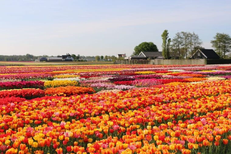 From Amsterdam: Keukenhof Gardens & Tulip Experience Tour - Authentic Experiences and Tips from Reviewers