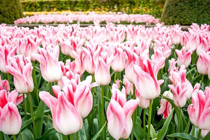 From Amsterdam: Keukenhof Tour Countryside and Windmill Cruise - Good Experience, Late Blooms