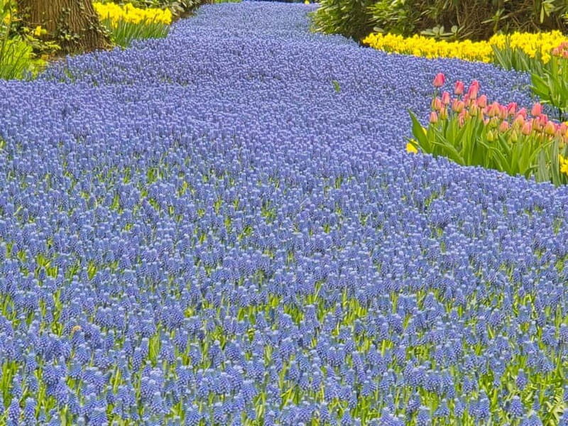 From Amsterdam: Keukenhof Tulips, Windmills & Volendam - Final Thoughts