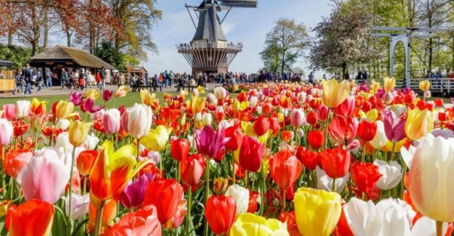 From Amsterdam: Keukenhof & Windmill Village Guided Tour - Review Summary