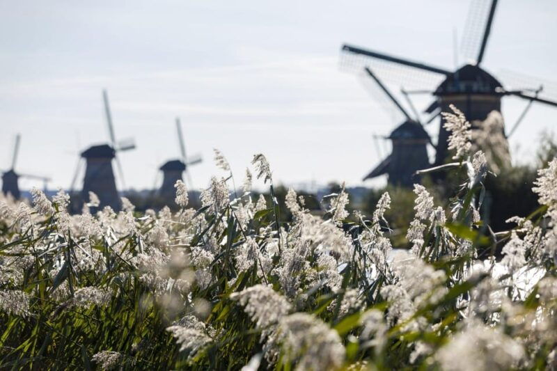 From Amsterdam: Kinderdijk, Delft & Mauritshuis Private Tour - Who Will Love This Tour?
