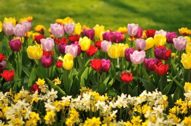 From Amsterdam: Private Day Trip to Keukenhof & De Tulperij - Admiring Vibrant Flower Field Displays