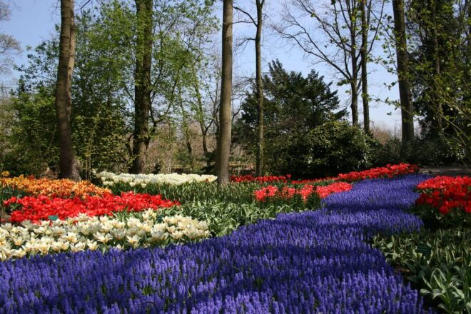 From Amsterdam: Private Day Trip to Keukenhof & De Tulperij - Photographic Opportunities Amidst Blooms
