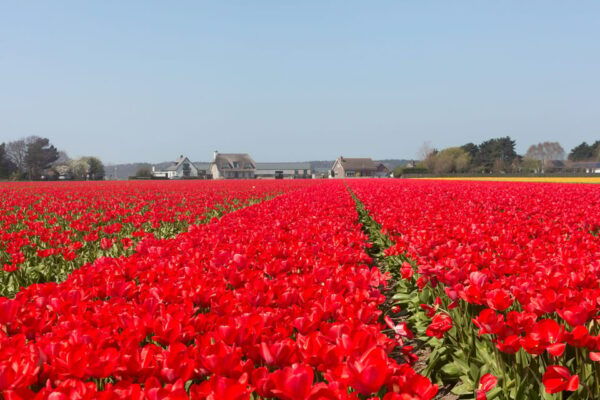 From Amsterdam: Private Day Trip to Keukenhof & De Tulperij - Tour Duration and Pricing Details