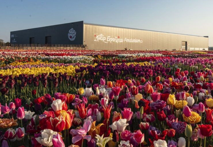 From Amsterdam: Private Keukenhof and Tulip Experience Tour - Keukenhof Experience