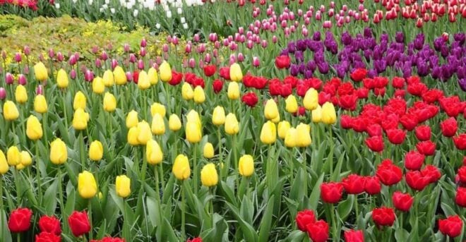 From Amsterdam: Private Tour to Keukenhof & Giethoorn - Additional Information