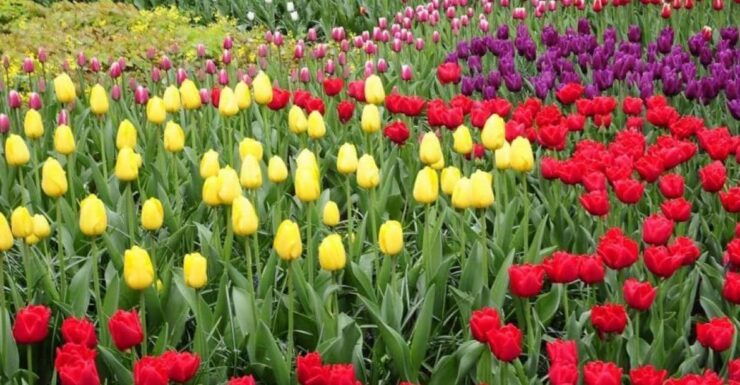 From Amsterdam: Private Tour to the Keukenhof and Madurodam - Boat Ride Through Bulb Fields