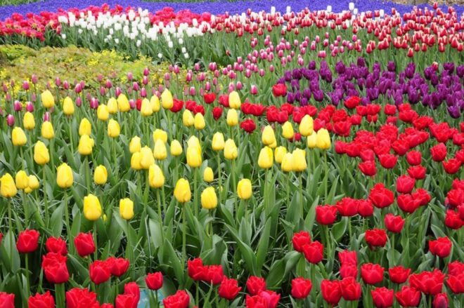 From Amsterdam: Private Windmills and Keukenhof Tour - Keukenhof Flower Park