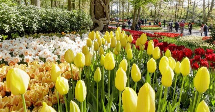 From Amsterdam RAI: Keukenhof Entry Incl. Public Bus - Experience Highlights
