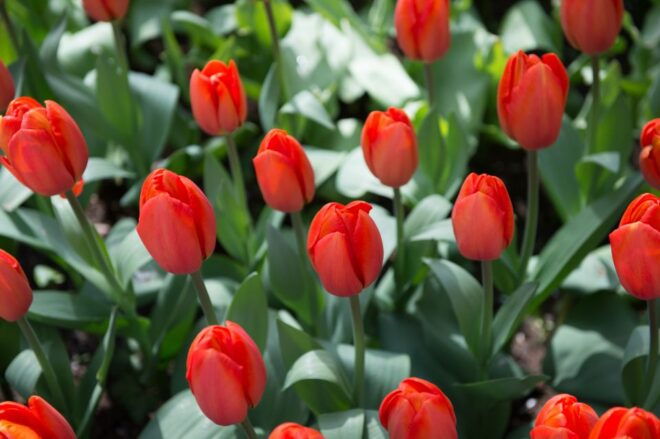 From Amsterdam RAI: Keukenhof Entry Incl. Public Bus - Meeting Point and Directions