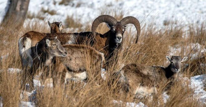 From Amsterdam: Small Group Tour NP Hoge Veluwe (Van Gogh) - Pickup and Meeting Point