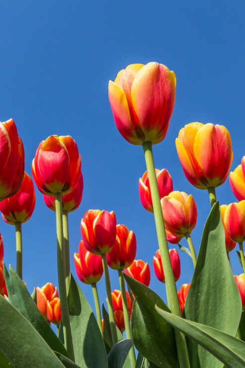 From Amsterdam: Take the Famous Tulip Route Tour - Good To Know
