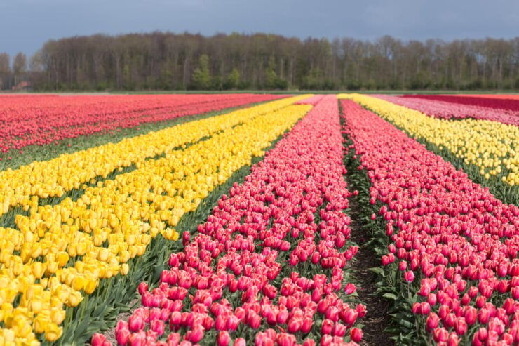 From Amsterdam: Take the Famous Tulip Route Tour - Iconic Tulip Route