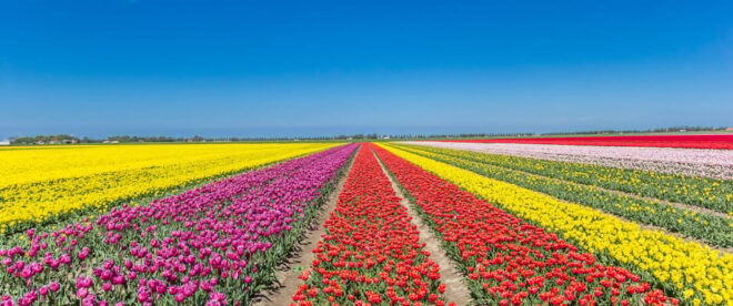 From Amsterdam: Take the Famous Tulip Route Tour - Pricing and Duration