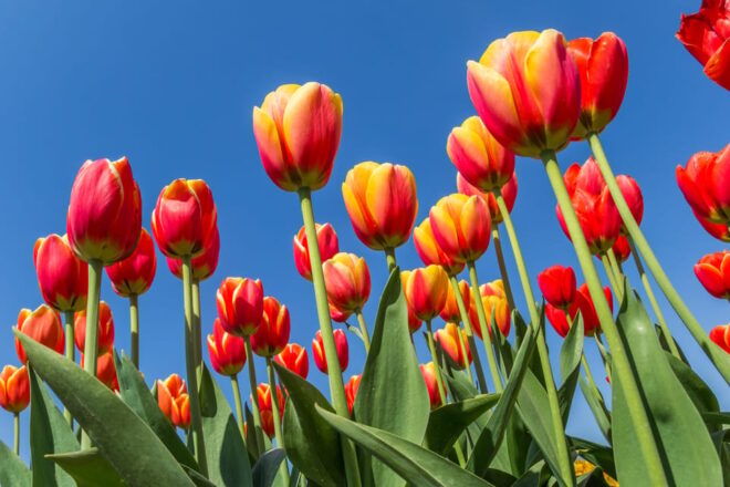 From Amsterdam: Take the Famous Tulip Route Tour - Tulip Field Views