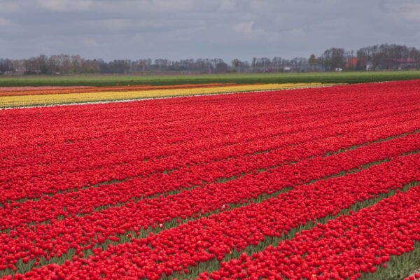 From Amsterdam: Take the Famous Tulip Route Tour - Photography Opportunities