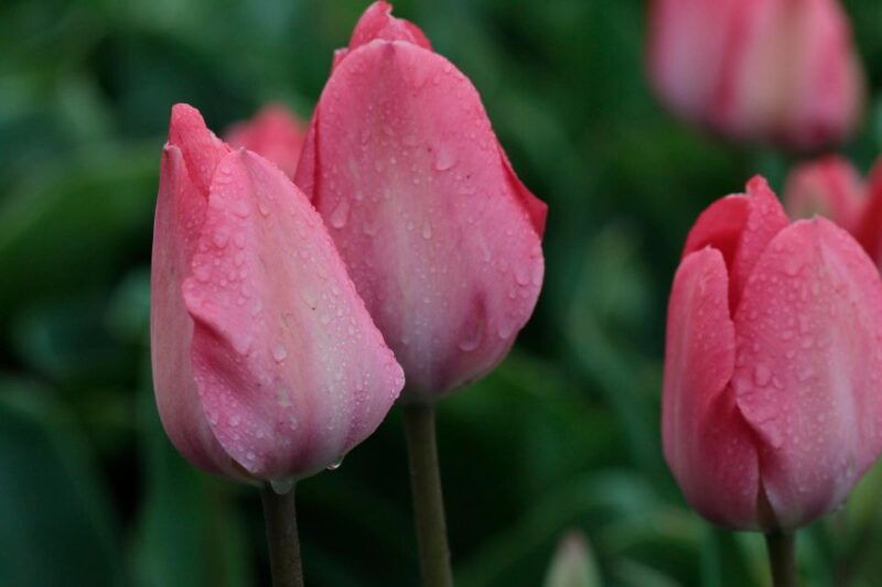 From Amsterdam: Tulip Fields of Holland Tour - Good To Know