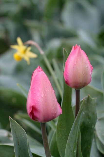 From Amsterdam: Tulip Fields of Holland Tour - Who Will Love This Tour?