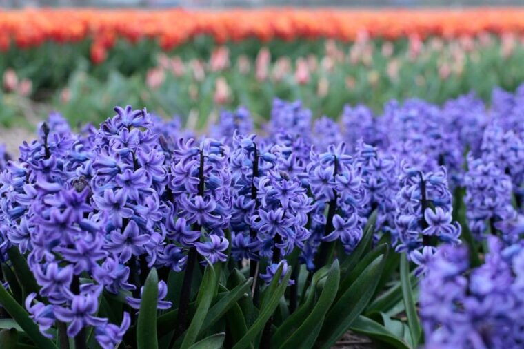From Amsterdam: Tulip Fields of Holland Tour - Final Thoughts