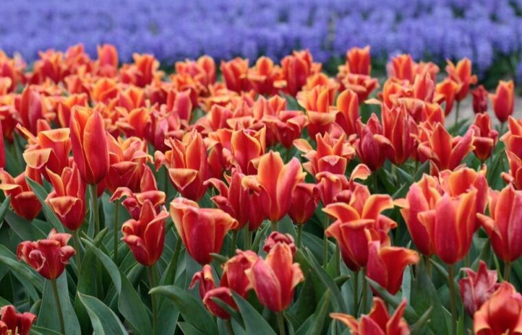 From Amsterdam: Tulip Fields of Holland Tour - FAQ