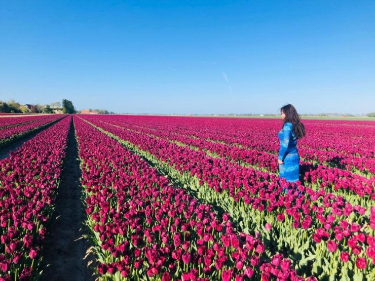 From Amsterdam: Tulip Tour Keukenhof & City Tour Delft - Highlights and Activities