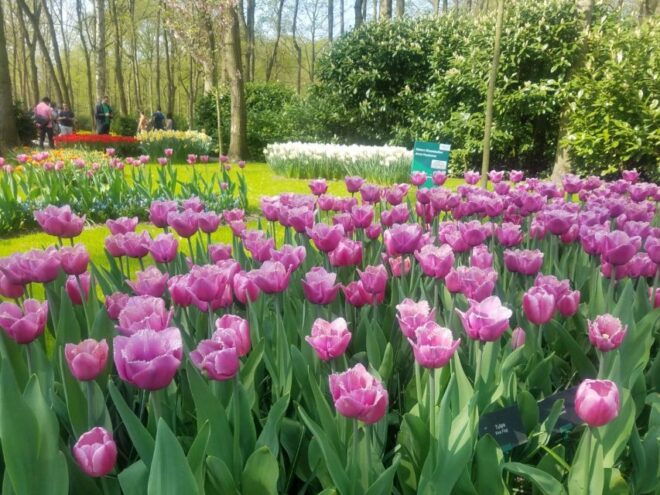 From Amsterdam: Tulip Tour Keukenhof & City Tour Delft - Inclusions