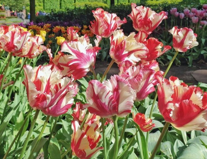 From Amsterdam: Tulip Tour Keukenhof & City Tour Delft - Additional Details