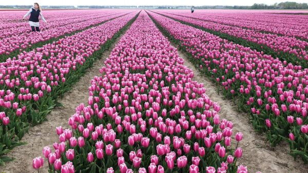 From Amsterdam: Tulip Tour Keukenhof & City Tour Delft - Common Questions