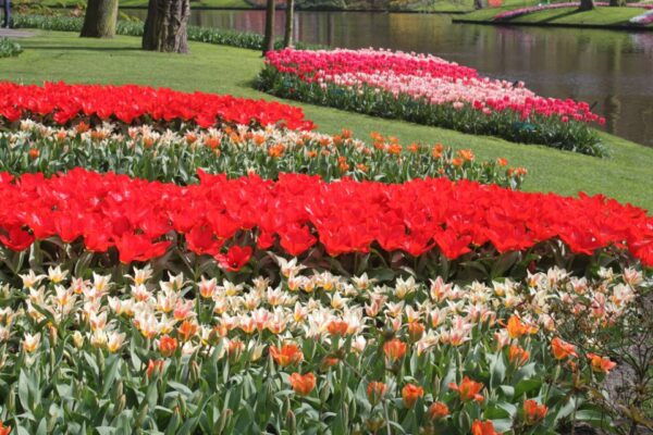 From Amsterdam: Tulip Tour Keukenhof & City Tour Delft - The Sum Up