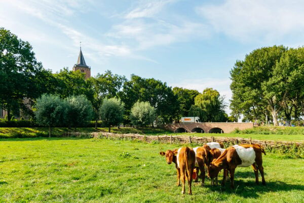 From Amsterdam: Zaanse Schans, Edam, & Marken Full-Day Trip - Additional Tour Inclusions