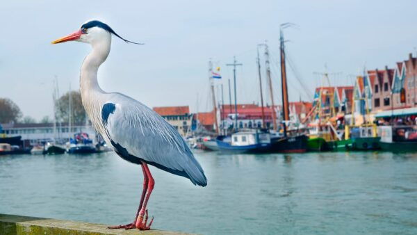 From Amsterdam: Zaanse Schans, Edam, Volendam, & Marken Tour - Experiencing Dutch Culture