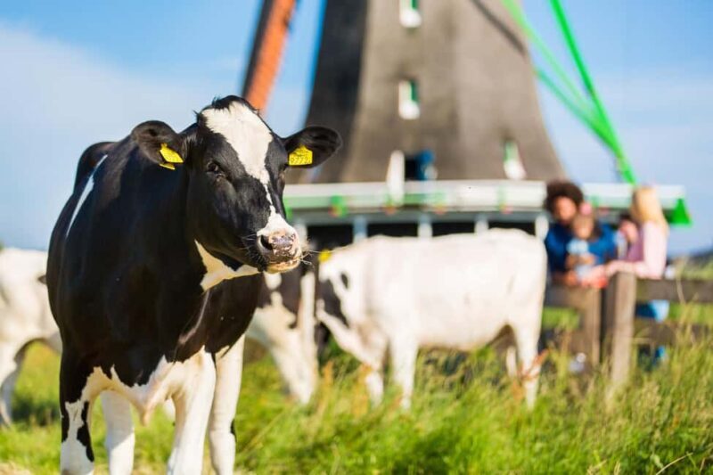 From Amsterdam: Zaanse Schans, Volendam & Marken Day Trip - Exploring the Itinerary in Detail