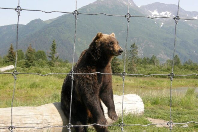 From Anchorage: Portage Glacier and Wildlife Full-Day Tour - Portage Glacier Boat Trip