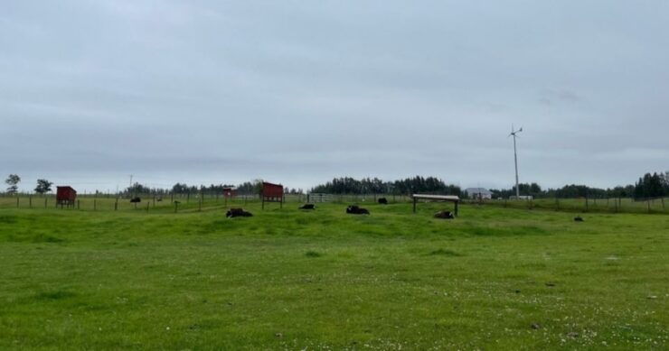 From Anchorage: Scenic Drive and Guided Musk Ox Farm Tour - Scenic Drive Along Knik Arm