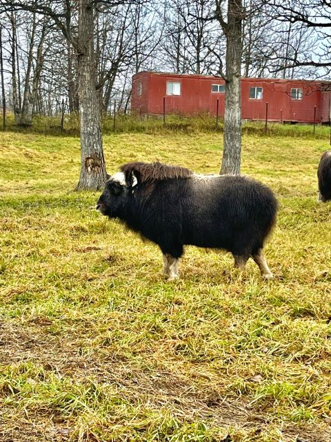 From Anchorage: Scenic Drive and Guided Musk Ox Farm Tour - Exploring the Matanuska Valley