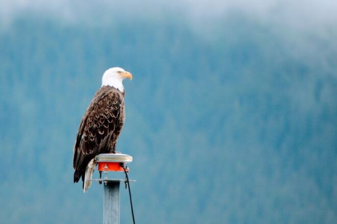 From Anchorage: Turnagain Arm and Wildlife Center Tour - The Sum Up