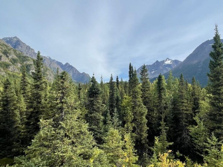 From Anchorage: Valley and Forest Hike With Naturalist Guide - Experience